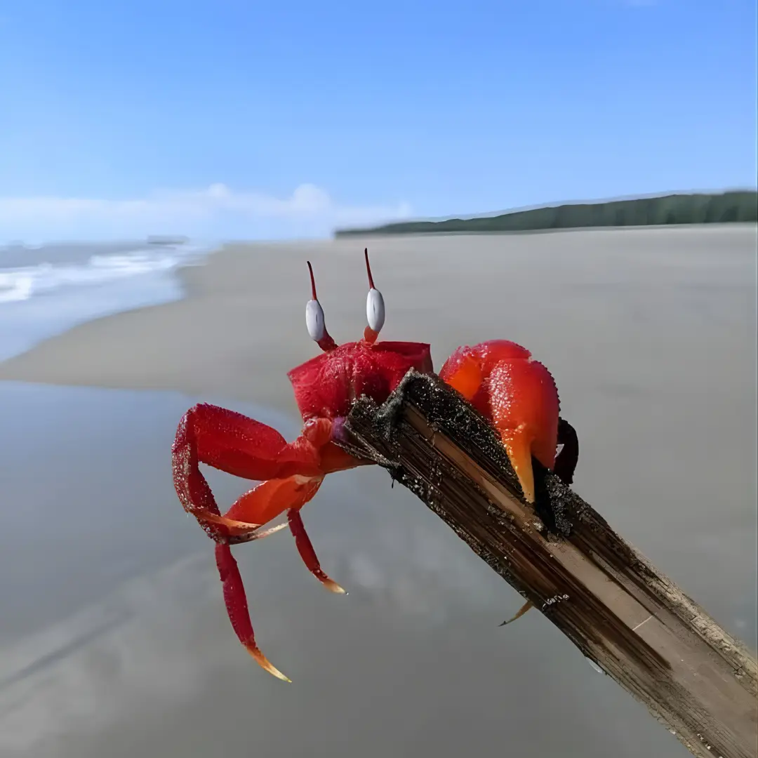 Sonadia Island Camping Adventure with Cox’s Bazar