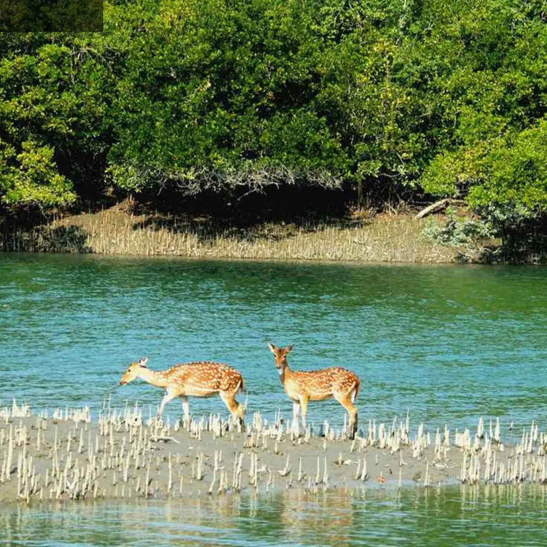 Sundarban Karamjal & Sixty Dome Mosque Budget Tour