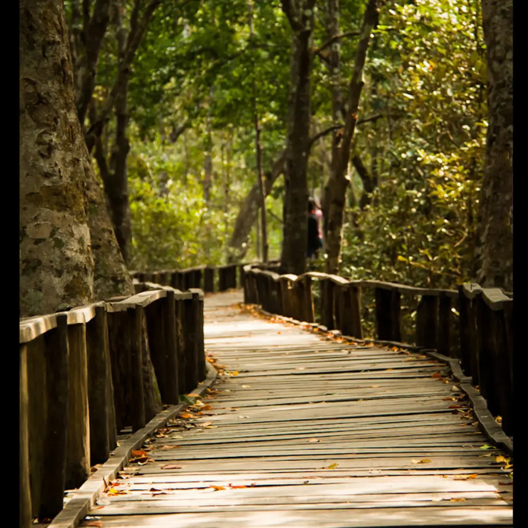 Sundarban Karamjal & Sixty Dome Mosque Budget Tour