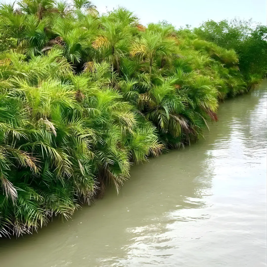 Sundarban Karamjal & Sixty Dome Mosque Budget Tour