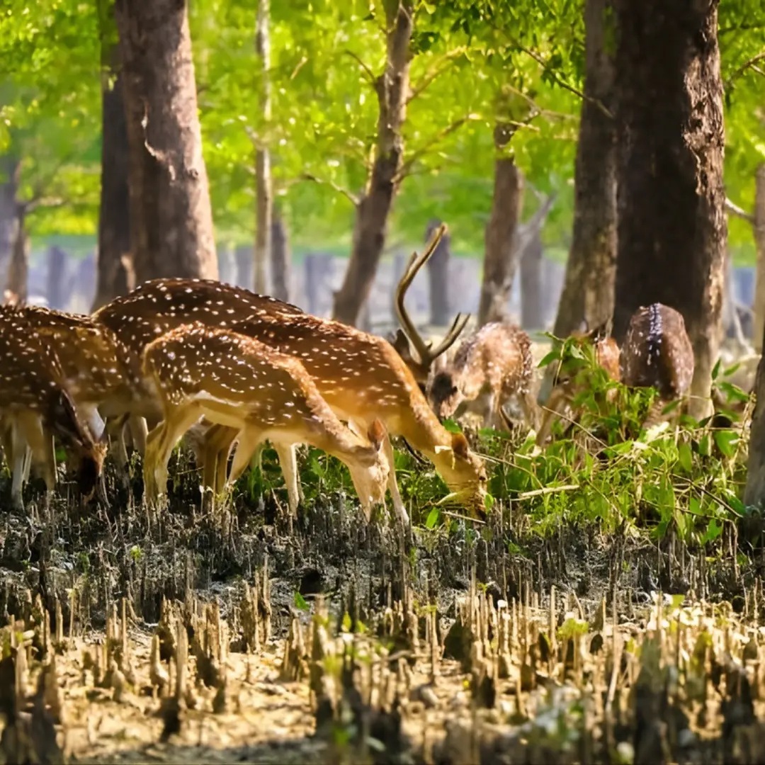 Sundarban Karamjal & Sixty Dome Mosque Budget Tour