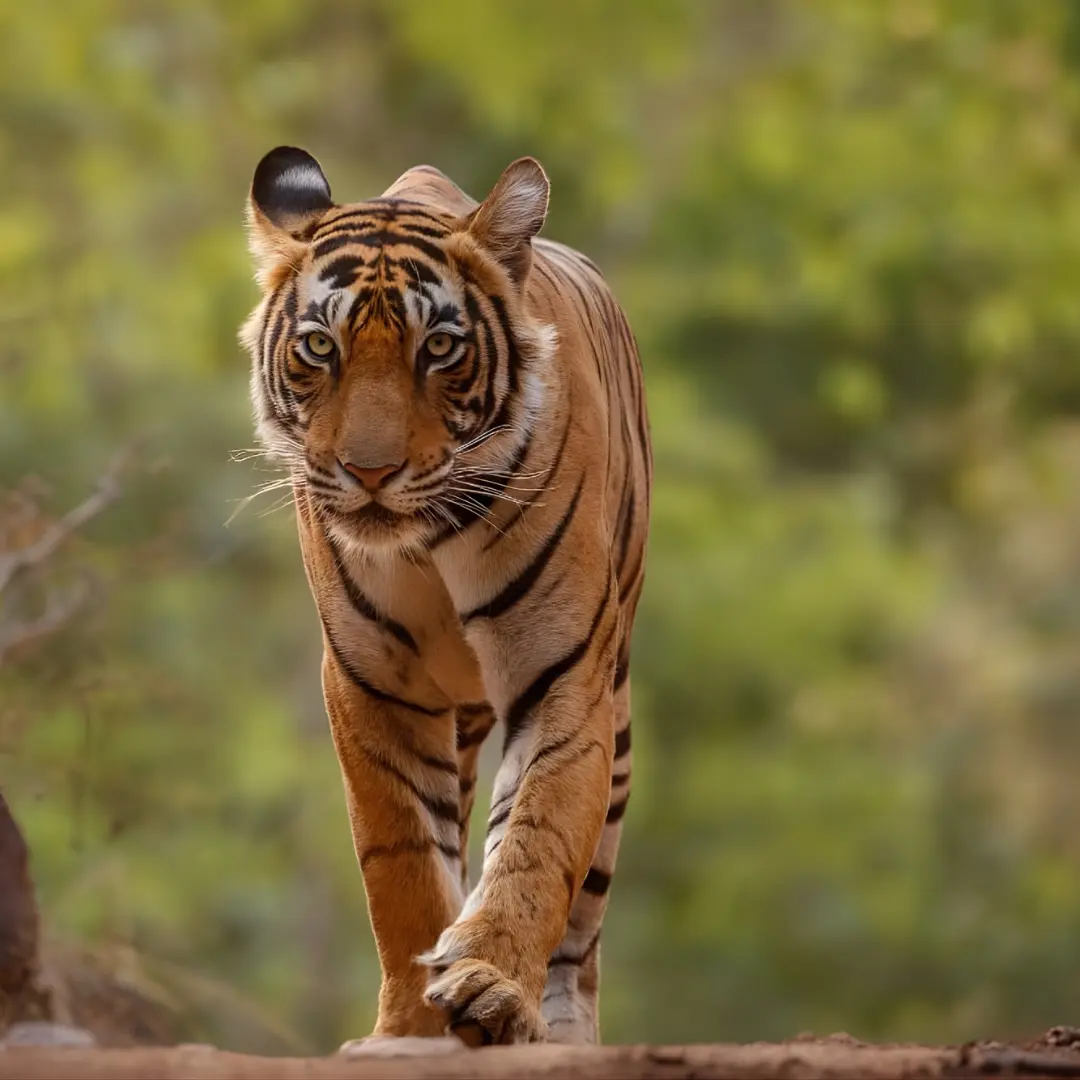 Sundarban Karamjal & Sixty Dome Mosque Budget Tour