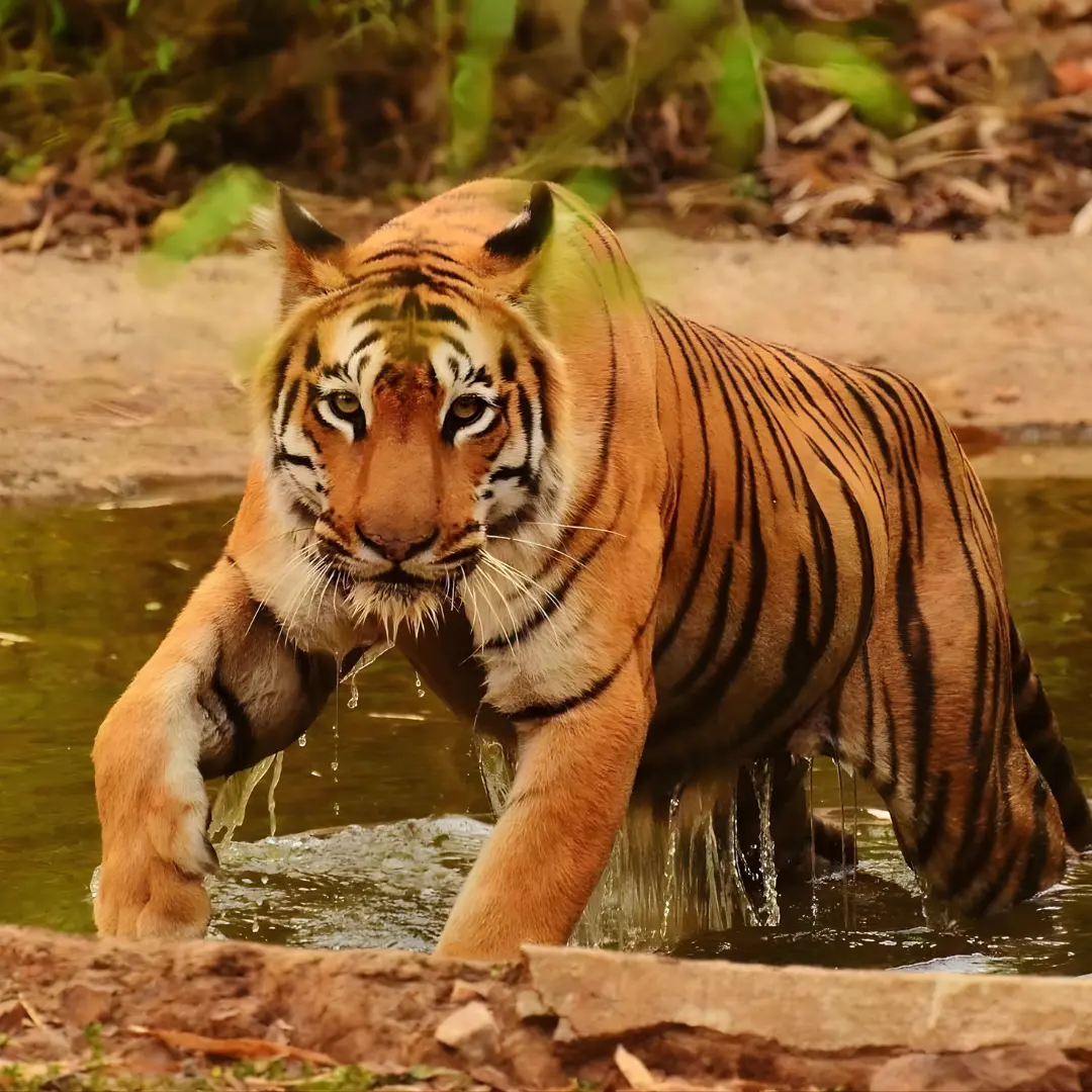 Sundarban Karamjal & Sixty Dome Mosque Budget Tour